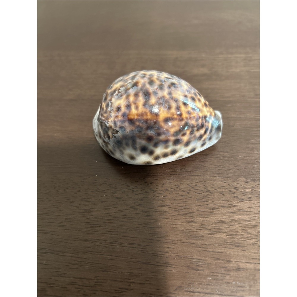 Rare Tiger Cowrie Shell Cypraea LARGE 4" Tigris Natural Sea Shell